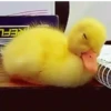 Animalitos ‍ 1 Movi 16