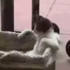Gatitos y mas ️ 15