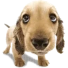 Animalitos ‍ 1 Movi 20