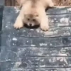 Animalitos ‍ 1 Movi 21