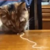Gatitos y mas ️ 17