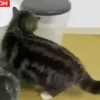 Gatitos y mas ️ 19