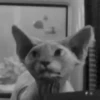 ?Gatos Calvos 18