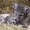 Animalitos ‍ 1 Movi 24