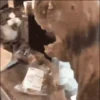 Gatitos y mas ️ 20