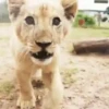 Animalitos ‍ 1 Movi 25