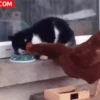 Gatitos y mas ️ 25