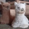 Animalitos ‍ 1 Movi 26