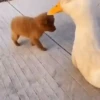 Animalitos ‍ 1 Movi 27