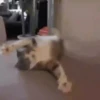 Gatitos y mas ️ 29