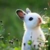 Animalitos ‍ 1 Movi 30