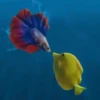 Peces🐠🔫2🇲🇽Movi 6