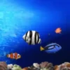 Peces🐠🔫2🇲🇽Movi 7