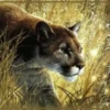 Animales 1 Movi 10