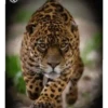Animales 1 Movi 11