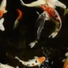 Peces🐠🔫2🇲🇽Movi 20