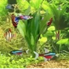 Peces🐠🔫2🇲🇽Movi 22