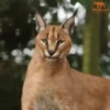 Animales 1 Movi 19