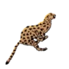 Animales 1 Movi 20