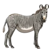 Animales 1 Movi 21