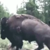 Animales 1 Movi 22