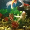Peces🐠🔫2🇲🇽Movi 24