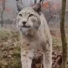 Animales 1 Movi 26
