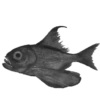 Peces🐠🔫2🇲🇽Movi 25