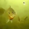 Peces🐠🔫2🇲🇽Movi 27