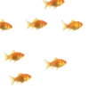 Peces🐠🔫2🇲🇽Movi 29