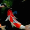 Peces🐠🔫2🇲🇽Movi 30