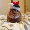 Conejitos Navideños 1 6