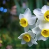 Flores bonitas 1 5