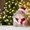 Conejitos Navideños 1 7
