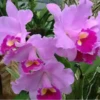 Flores bonitas 1 6