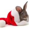 Conejitos Navideños 1 9