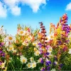 Flores bonitas 1 7