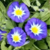 Flores bonitas 1 8