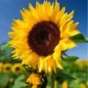 Flores bonitas 1 9