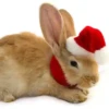 Conejitos Navideños 1 11