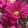 Flores bonitas 1 10