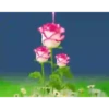 Flores magicas demovimiento #1 6