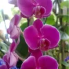 Flores bonitas 1 11
