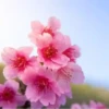 Flores bonitas 1 12