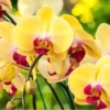 Flores bonitas 1 13