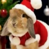Conejitos Navideños 1 12