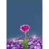 Flores magicas demovimiento #1 8