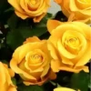 Flores bonitas 1 14
