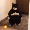 michis .mov 15