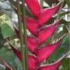 Flores bonitas 1 17